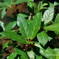 Ficus racemosa L.